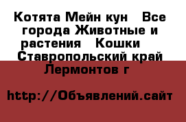 Котята Мейн кун - Все города Животные и растения » Кошки   . Ставропольский край,Лермонтов г.